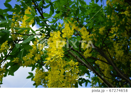 4月30日の誕生花 キングサリの写真素材