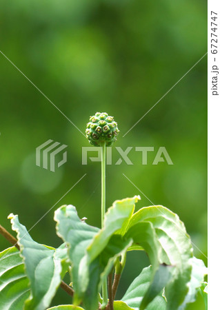 ヤマボウシの実　上向きに伸びる 67274747