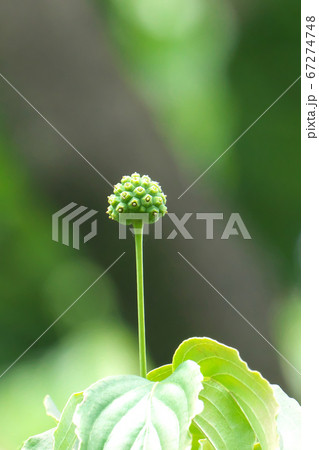 上向きに伸びるヤマボウシの実 67274748