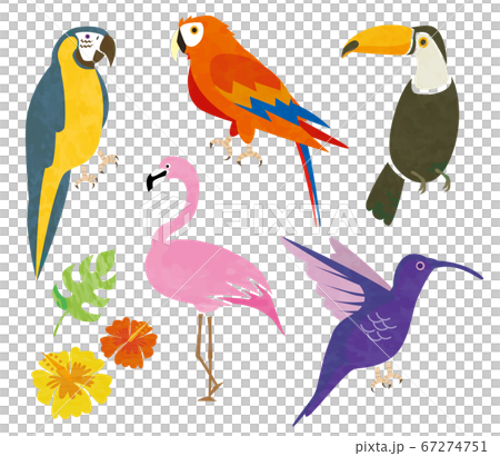 Tropical bird 67274751