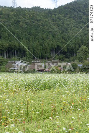 京都美山の蕎麦畑 京都美山の蕎麦畑 67274828