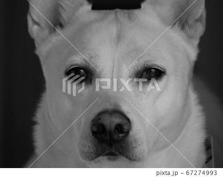 大型犬の顔アップ正面 モノクロ写真の写真素材