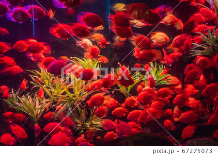 Lots of red fish in the aquarium 67275073