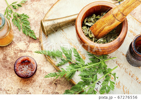 Wild carrots in herbal medicine Wild carrots in herbal medicine 67276556