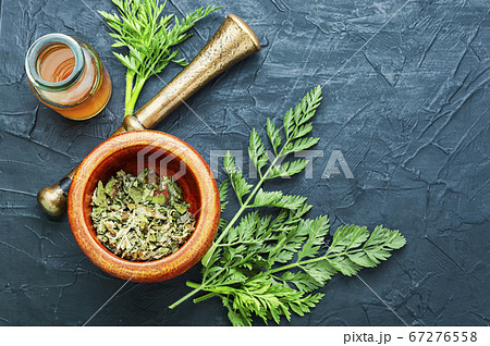 Wild carrots in herbal medicine 67276558