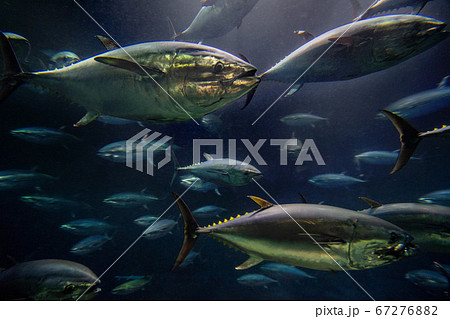 水族館で回遊するマグロ 67276882