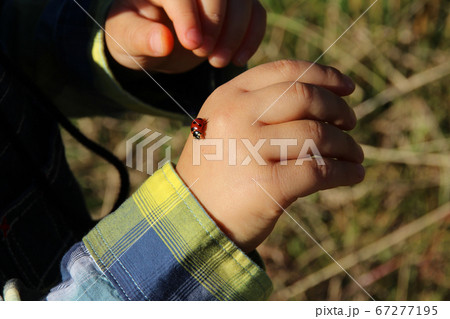てんとう虫と子供の手(2歳児/男の子) てんとう虫と子供の手(2歳児/男の子) 67277195