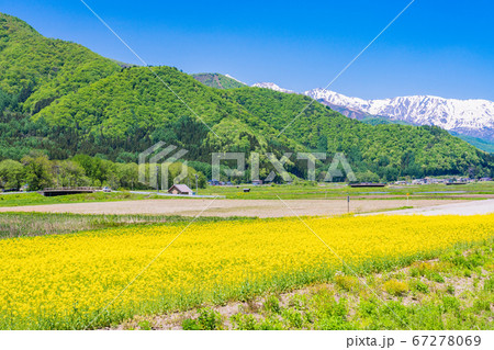 長野県 神城付近の景色 菜の花畑の写真素材