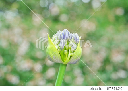 アガパンサスの蕾の写真素材