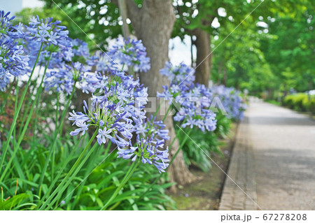 アガパンサスの花が咲く歩道の写真素材