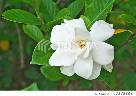 八重咲のクチナシの白い花の写真素材 6727