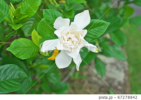 八重咲のクチナシの白い花の写真素材