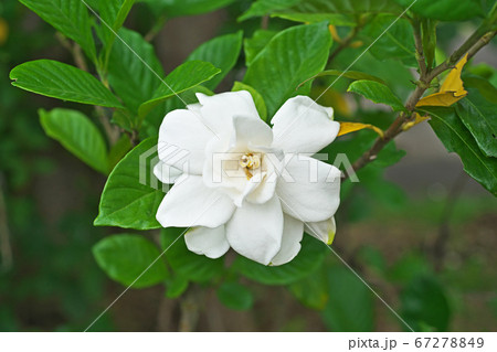 八重咲のクチナシの白い花 八重咲のクチナシの白い花 67278849
