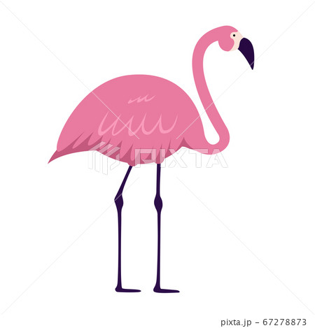 Cartoon Pink Flamingo on white background. Vector 67278873
