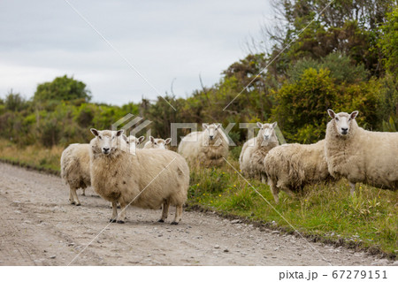 Sheep 67279151