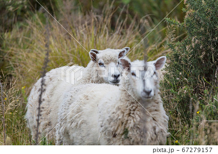 Sheep Sheep 67279157