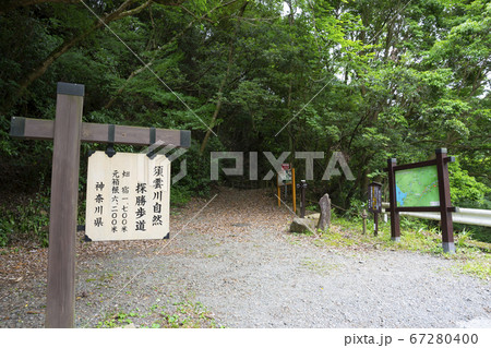 須雲川自然探勝歩道周辺の風景 須雲川自然探勝歩道周辺の風景 67280400