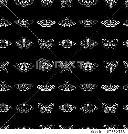 Exotic Moth and Tropical Butterfly Seamless Pattern 67280538