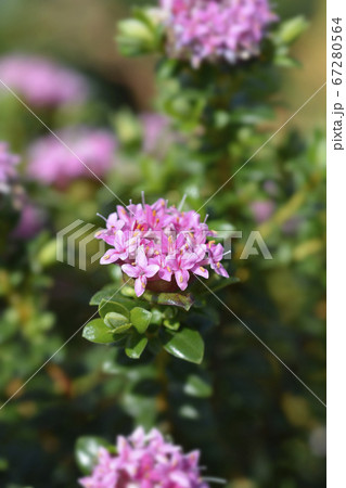 Rosy rice flower 67280564