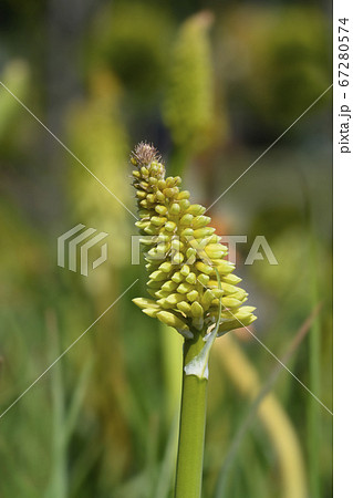Red-hot poker Red-hot poker 67280574