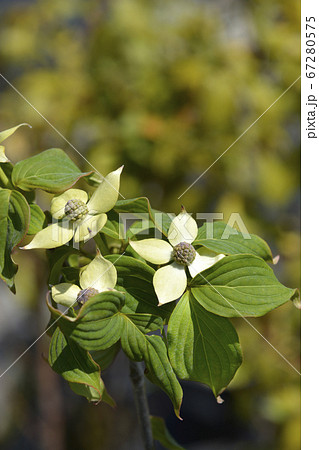 Flowering dogwood Teutonia Flowering dogwood Teutonia 67280575
