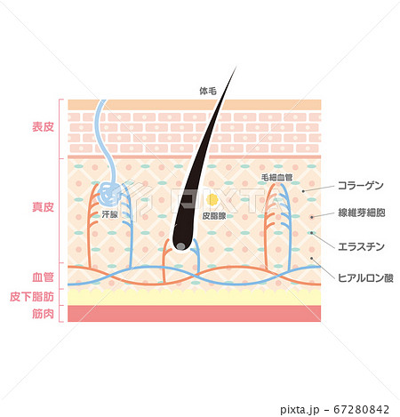 肌の構造 断面図の素材イラストのイラスト素材