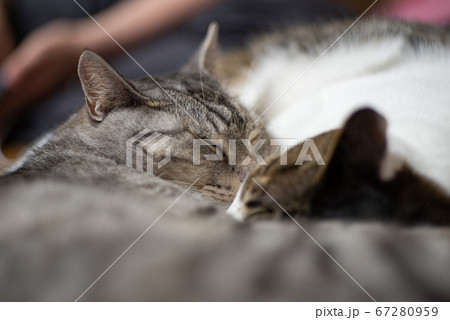 仲良く眠るネコ 67280959