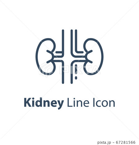 19_organ_Kidney.eps 67281566