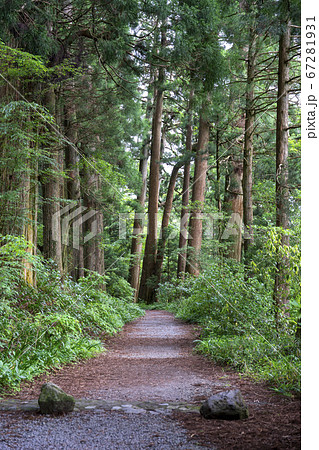 箱根旧街道杉並木　旧東海道 箱根宿の杉並木 67281931