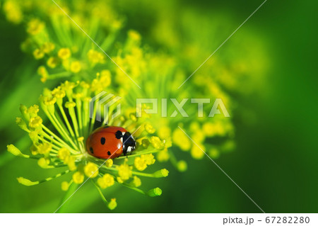 ladybug on green leaf dill 67282280
