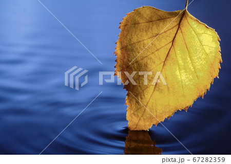 yellow leaf in blue water 67282359