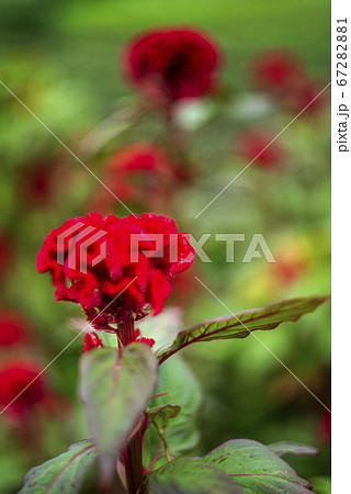 初夏の花　真紅のケイトウ 67282881