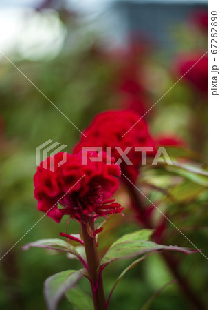 初夏の花 真紅のケイトウの写真素材 67