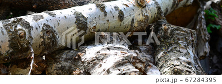 Closeup of firewood from old poplar with rough 67284395