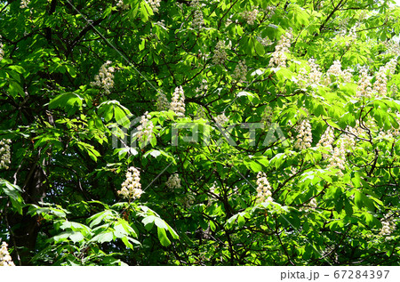 Branches of white lilac and green leaves. Blooming Branches of white lilac and green leaves. Blooming 67284397