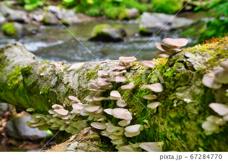 奥入瀬渓流の倒木に生えるきのこ 奥入瀬渓流の倒木に生えるきのこ 67284770