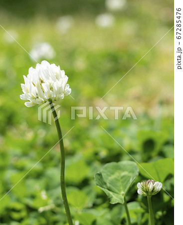シロツメクサの花 67285476