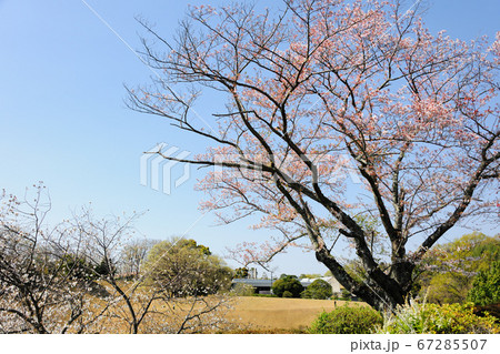 鞍ヶ池公園の桜 67285507