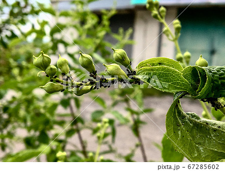The main pests of cherries and cherries are cherry aphids appearin spring.  67285602
