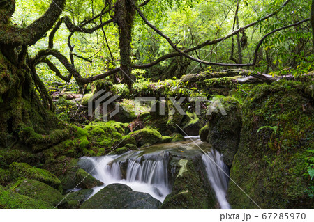 屋久島の白谷雲水峡 67285970