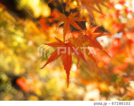九品仏浄真寺 紅葉 九品仏浄真寺 紅葉 67286102
