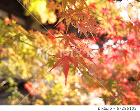 九品仏浄真寺　紅葉 67286105