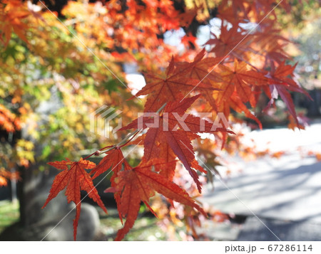 九品仏浄真寺 紅葉 九品仏浄真寺 紅葉 67286114
