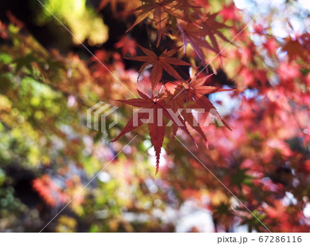 九品仏浄真寺　紅葉 67286116