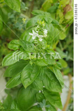 バジルの花の写真素材
