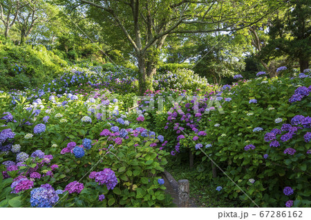 下田公園のあじさい 下田公園のあじさい 67286162