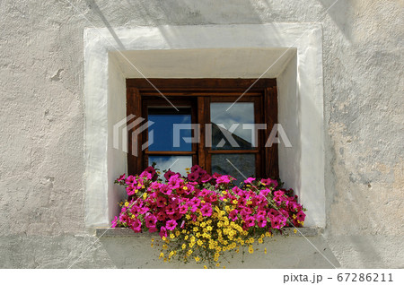 Old window with purple petunia flowers - Zuoz village Switzerland 67286211