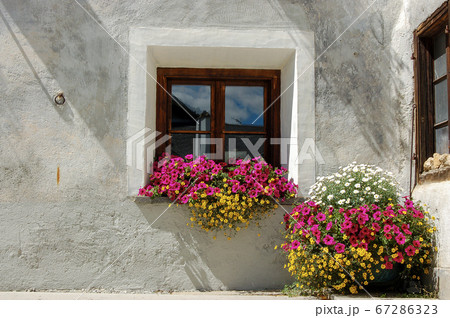 Old window with purple petunia flowers - Zuoz village Switzerland 67286323