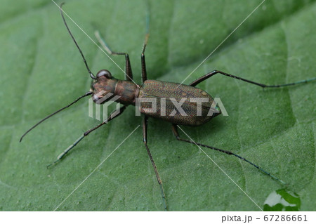 トウキョウヒメハンミョウ 67286661