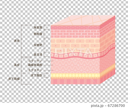 Illustration of skin cross-section (three-dimensional) 67286700